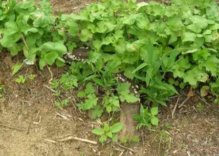 野菜の下に大根っこ