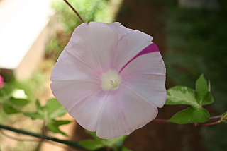 朝顔