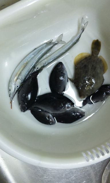 食う為に釣る