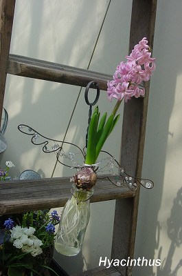 ヒヤシンスの水栽培 繍花の庭 楽天ブログ