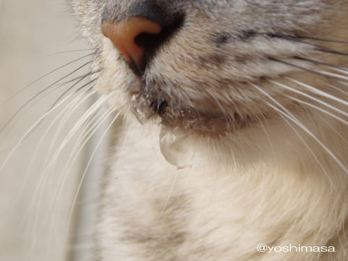 原因不明の病気 猫のいるうち 楽天ブログ