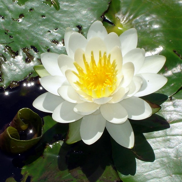 蓮華寺池公園の蓮 よあけさんのブログ 楽天ブログ