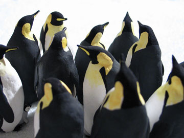 ペンギンの子育て