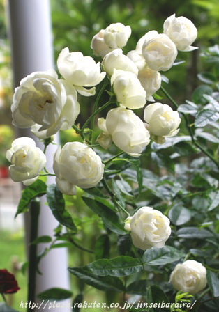 ポリアンサの白いミニバラ ベランダでバラなどいかがでしょう 楽天ブログ