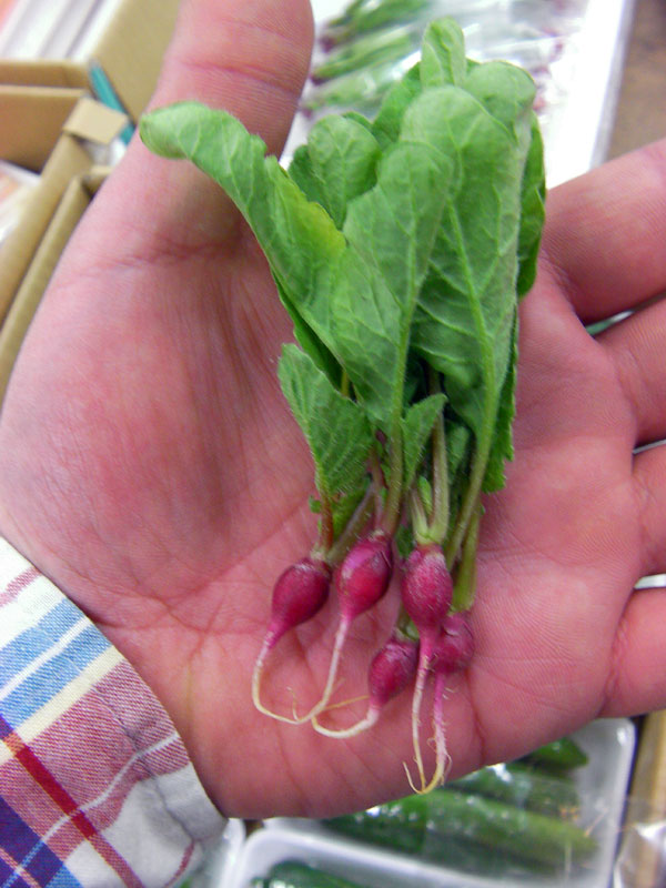 新入荷や旬を迎える野菜たち 市場の面白い物 小さくて可愛いミニミニラディッシュ 美味しいさくらんぼの季節がアメリカンチェリー これは何だ クズですけど 野菜ソムリエで検索 楽天ブログ