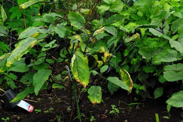 Sos ナスが枯れそう 根腐れか病気か 銀河菜園 家庭菜園と徒然草日記 楽天ブログ