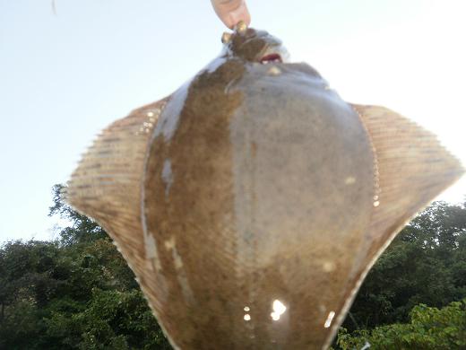 １１ ２６カレイの引き釣り 釣りキチsankonの釣り日誌 楽天ブログ