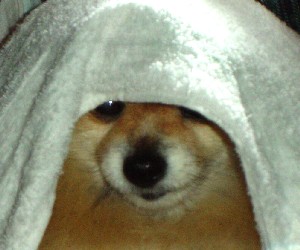 おばけ