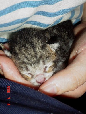ちびねこ2