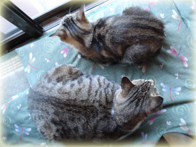ねこまんじゅう2個