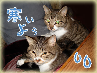 寒がるりめりんず