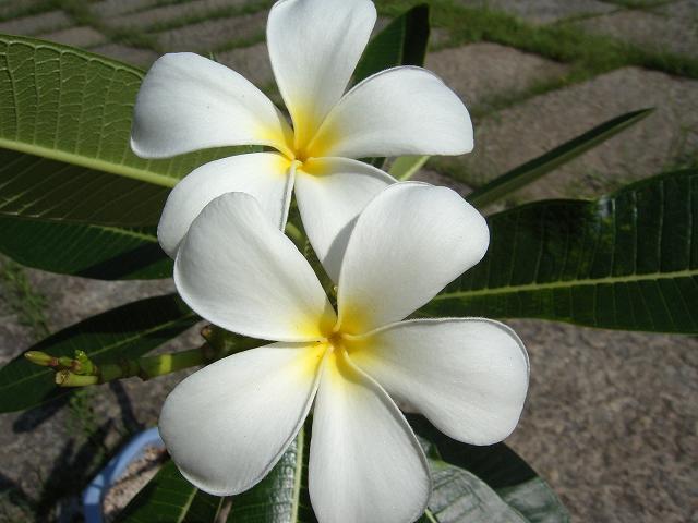 プルメリア・シンガポールホワイトに花芽 | Ｐｌｕｍｅｒｉａ