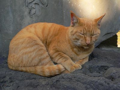 cat2_daishi