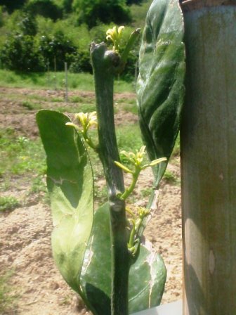 甘平苗芽かき作業 みかんマスターへの道 ｅcologyｍessenger 楽天ブログ