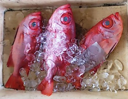 久米島競り市場の魚達ｐ 9 赤い魚 沖縄久米島名産 美ら海育ち 南西興産の車えび 楽天ブログ