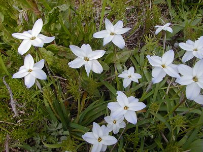春の散歩は花がいっぱい 白い花続編 豆柴シンちゃんが行く 楽天ブログ