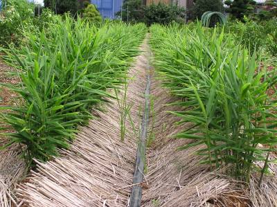 生姜の根っこが膨らんできました 生姜の栽培方法 野菜と果樹農家の栽培日記 楽天ブログ