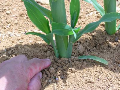 トウモロコシから脇芽 脇芽は切り取る必要はないです 野菜と果樹農家の栽培日記 楽天ブログ