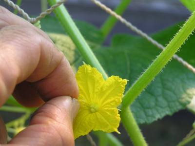 ホウレンソウの芽が出ました キュウリその後 野菜と果樹農家の栽培日記 楽天ブログ