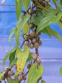 山芋の実がたくさんついています 野菜と果樹農家の栽培日記 楽天ブログ