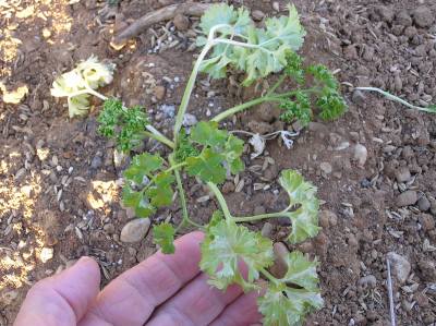 枯れそうになったパセリが復活しました 野菜と果樹農家の栽培日記 楽天ブログ