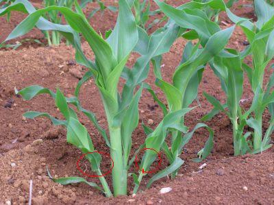 トウモロコシに追肥と土寄せをしました 野菜と果樹農家の栽培日記 楽天ブログ