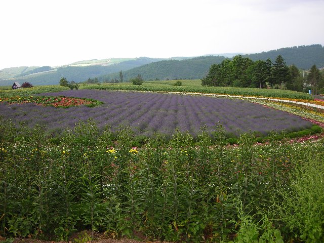 Shinanonokuniのブログ