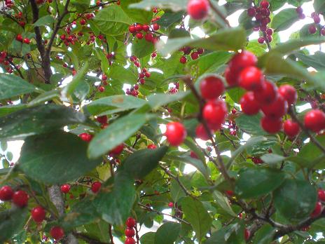 秋は 赤い実がいっぱい そして聖書創世記の言葉 静かな時が流れる 風の庭 楽天ブログ