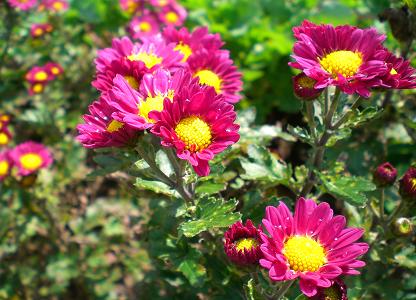 冬の菊、そして余った糸 | 静かな時が流れる｢風の庭」 - 楽天ブログ