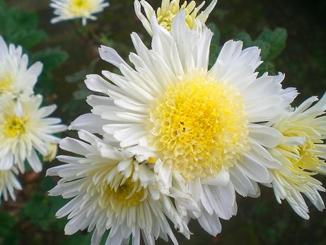 冬の白い菊、そしてただいまリハビリ中 | 静かな時が流れる｢風の庭」 - 楽天ブログ