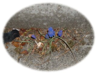ど根性ムスカリ2