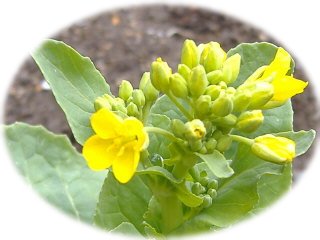 白菜の花