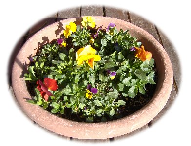 寄せ植え070226