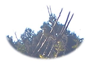 ウグイス3_070310