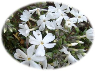 芝桜_白