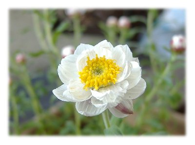 花かんざし070225