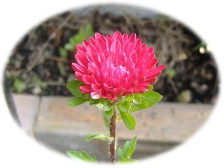 アスター
