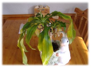 幸福の木
