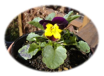 ビオラ開花11251