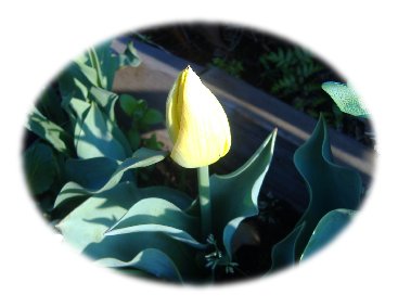 チューリップ070412