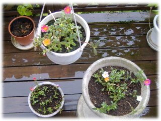 ポーチュラカ挿し芽0809