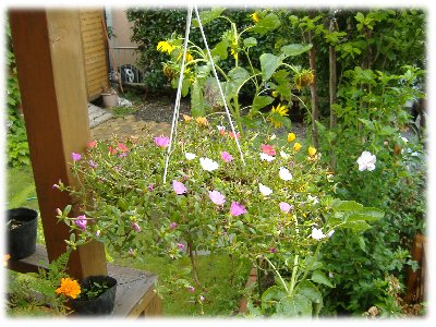 ポーチュラカ0809