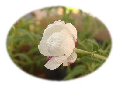 花かんざし070217
