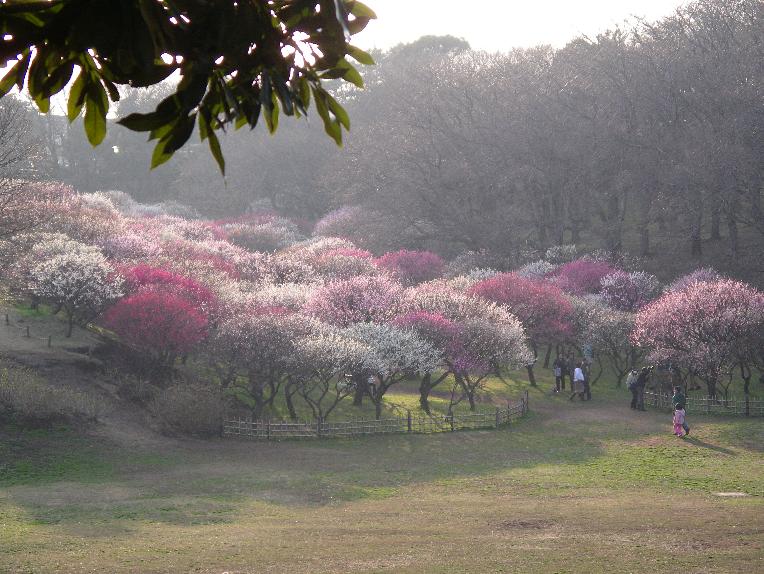 横浜根岸森林公園の梅 最近の関心事 思う事 楽天ブログ