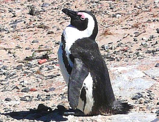 ケープ ペンギン 3 ペンギン ヒナ わたしのこだわりブログ 仮 楽天ブログ
