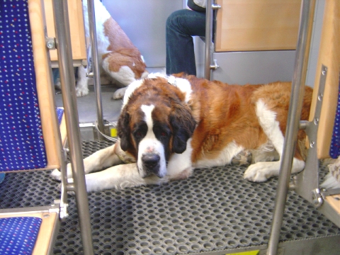 仕事で電車通勤するセントバーナード犬 わたしのこだわりブログ 仮 楽天ブログ