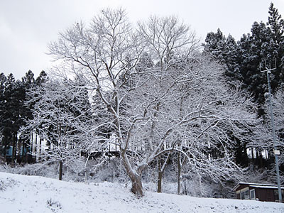 樹氷
