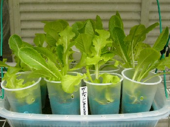 ガーデンレタスミックスの水耕栽培 水耕栽培のすすめ いつでもレタス 楽天ブログ