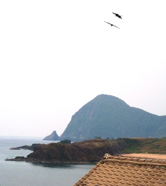 テラスで撮ったお写真でつ。鷹なのか鳶なのか鷲なのか･･･(￣- ￣ ) うーん