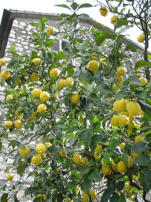 レモン香る春のベランダ Frutti Della Terra イタリアの台所 楽天ブログ